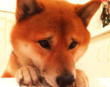 《困惑臉柴犬》趴兔 天生的囧臉怎麼看都很有戲啊XD