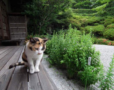 日本各地療癒系《貓寺》有拜有保佑喵ΦᴗΦ