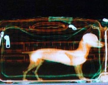 《人們想走私上飛機的怪東西》不得不說有些還挺聰明的