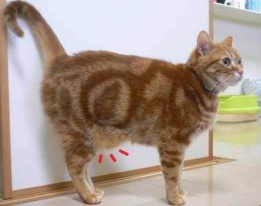 《貓咪的小肚肚》那是原始特徵不是肥胖(捏)