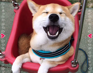 《在公園玩的柴犬》各種遊樂設施我都要玩一次～