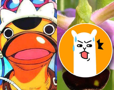 《蜜蜂蘭花》這也長的太像海賊王的跑得快了吧