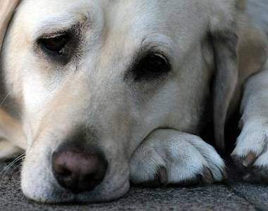 《狗狗感到壓力的6種時刻》看似樂天的狗狗也有煩惱的時候