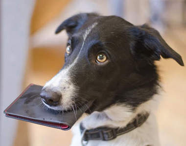 《Woolet 防盜皮夾》終於找到偷皮夾的犯人了(抓)