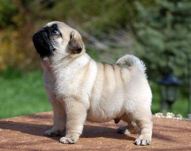 只有巴哥犬的主人能夠了解的13件事