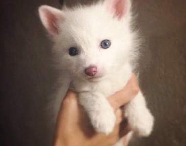 超萌寵物狐《Rylai》看樣子Instagram的寵物王要換人當了？