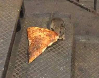 紐約爆紅《披薩老鼠》就讓我們奮力追求夢想吧（打電話訂披薩）