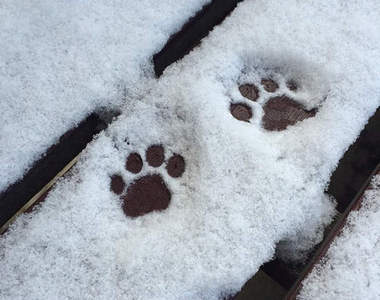 《雪中的腳印》只有腳印也能萌殺人啊～
