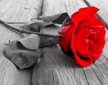 都市傳傳說《愛爾蘭的野玫瑰》大家為什麼都這樣叫她呢