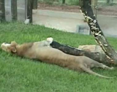 《從馬戲團得到自由的獅子》看到他開心的模樣好感人啊