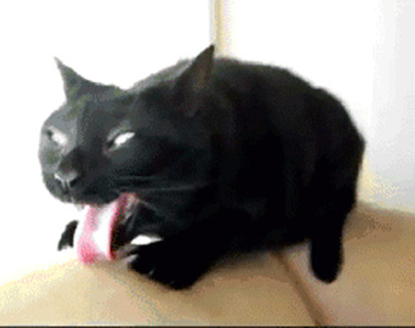 《拒吃食物的動物》你們人類的食物簡直是太難吃了啊～～