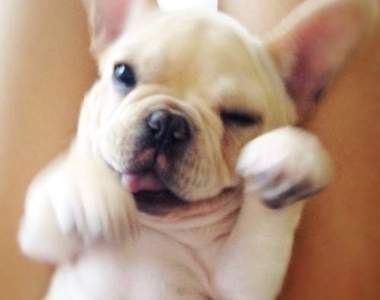 隨時笑哈哈的法鬥《Milo》我每天都被自己萌醒怎麼辦（啾咪）