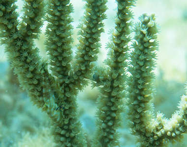 2秒消失《擬態魚》速度之快連科學家都看傻了