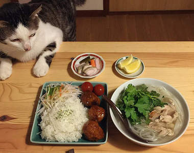 《餐桌上的貓》聞到食物就靠過來~是吃貨屬性啊