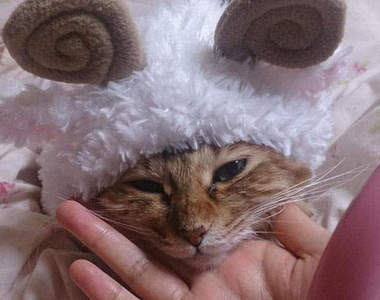 《最可愛羊年寵物》怎麼可以比羊羊本人還可愛( *´艸`)