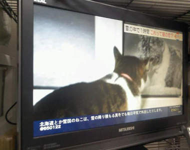 《貓咪版冬季戀歌》不不不...事情絕對不是你所想的那麼簡單....