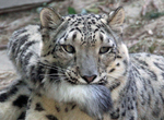 《動物們的俏皮行為》熱愛叼尾巴的雪豹也太可愛了吧ww 《動物們的俏皮行為》熱愛叼尾巴的雪豹也太可愛了吧ww