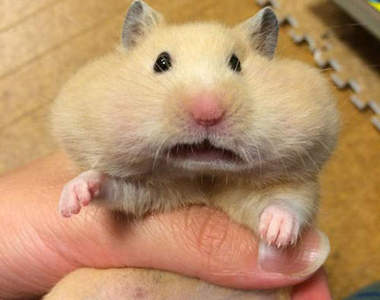 《全日本最醜倉鼠選拔》醜醜的模樣也一樣很萌啊♥