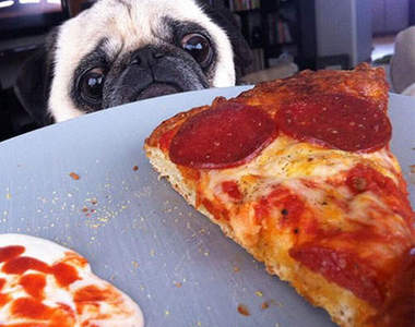 《貪吃巴哥犬》我這麼無辜你真的不分我一口嗎（癡望）