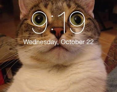 《貓奴的共通點》你對貓主子夠忠誠嗎? (。・`ω´・)っ