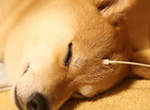《柴犬充電》汪汪?聽說現代的狗狗需要充電? 《柴犬充電》汪汪?聽說現代的狗狗需要充電?