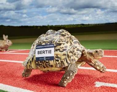《金氏世界紀錄》認證的動物們 世界第一快的烏龜到底是www