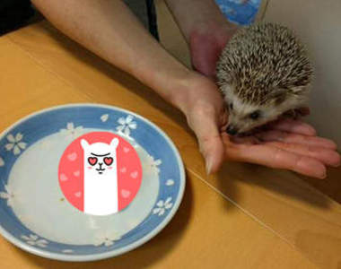 《刺蝟包》這不就是玉兔包長刺嗎？（壞