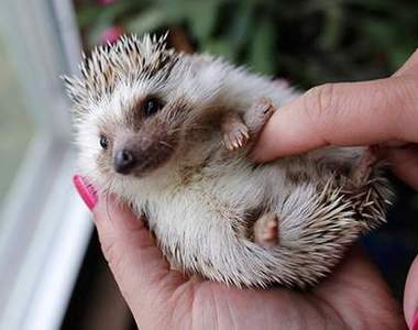 《動物抓肚肚》肚子被偷襲只能四腳朝天投降了(ﾟ∀ﾟ)