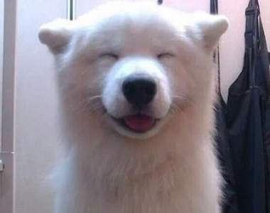 治癒人心的《狗狗微笑瞬間》你的笑容是我的動力來源♥