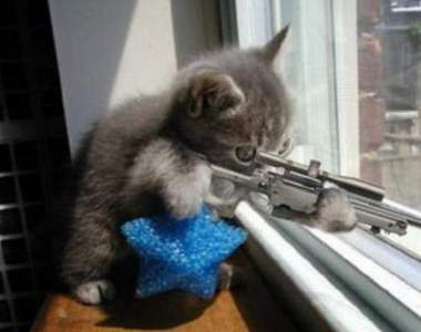 23張圖片告訴你貓咪其實是個殺手！這麼可愛的殺手我也服了（軟）