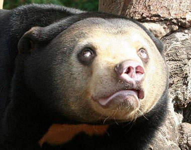 《馬來熊》足以媲美搞笑藝人的「顏藝」爆笑熊www