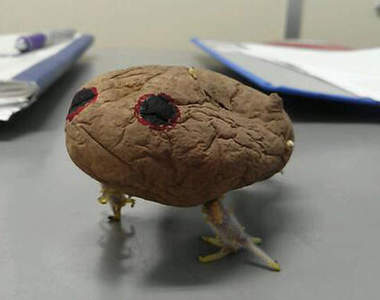 閱覽注意級《馬鈴薯》放置不管會變怪物！？