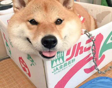 《紙箱柴犬》不是只有貓才愛紙箱 這隻柴也是很愛的呢(趴)