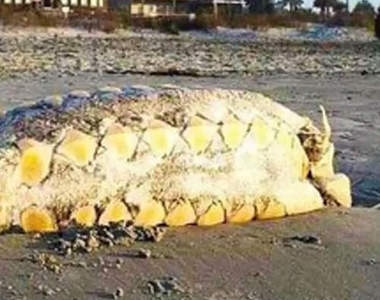 好可怕系列《未知的 9 個神秘生物》全都是在海岸邊被發現的