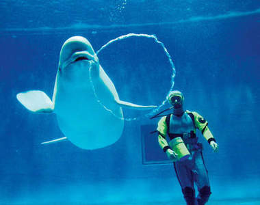 《吐泡泡的白鯨》真的是喜歡引人注目呢~❤