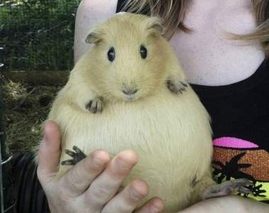 《孕育生命的動物》沒有什麼美比母愛更美