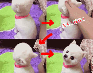 《貓貓狗狗反應慢半拍》這應該不只半拍了....XDDD