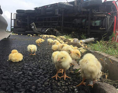 《最萌車禍現場》載滿小雞的貨車翻覆 不是自己的雞不要帶回家啊...