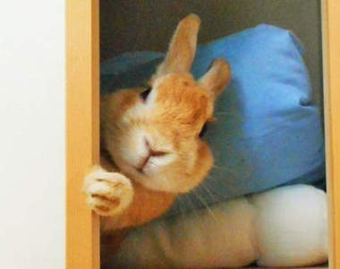 《偷窺兔寶寶》一隻喜歡躲在角落偷偷觀察主人的小兔紙