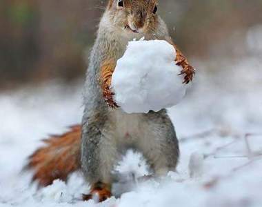 《松鼠也會堆雪人》這萌樣會不會太犯規了啊～