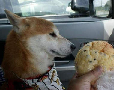 《堅持柴犬》堅定無比的汪星人 說不吃就不吃