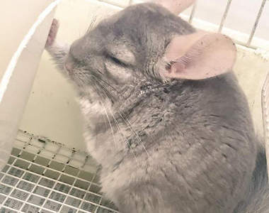 爆可愛《毛絲鼠的壁咚》咦？竟然就這樣睡著惹wwww