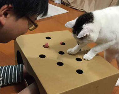 《貓咪打地鼠》開發起洞洞紙箱~人人都可以玩打地鼠啦