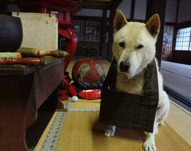 日本《狗狗住持》雖然可愛但小心住持會咬人喔wwww