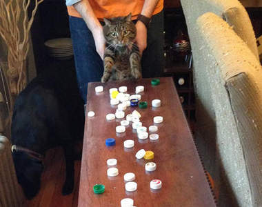 《有收集癖的貓咪》收藏這些東西到底想做什麼啦ww