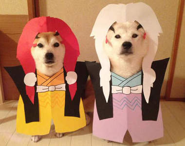 《柴犬的Cosplay》看他們打扮起來超有模有樣的XD