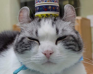 《翹耳貓》貓咪居然有著像毛絲鼠般的耳朵也太萌了