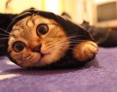 超可愛《袖口貓》冬天冷冷很容易捕獲喔(鑽)