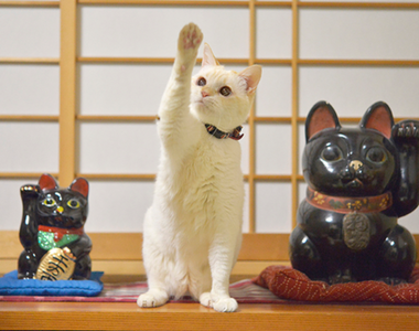 9月29日《招財貓日》你家貓咪今天也為你帶來好運了嗎?(伸手)