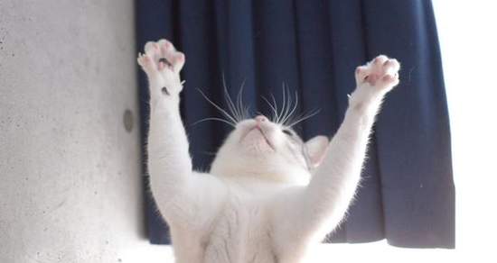 9月29日 招財貓日 你家貓咪今天也為你帶來好運了嗎 伸手